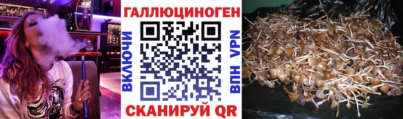Псилоцибиновые грибы GOLDEN TEACHER  Купить закладки  Котовск 